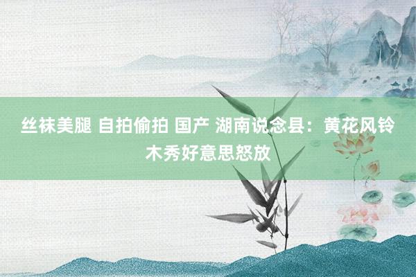 丝袜美腿 自拍偷拍 国产 湖南说念县：黄花风铃木秀好意思怒放