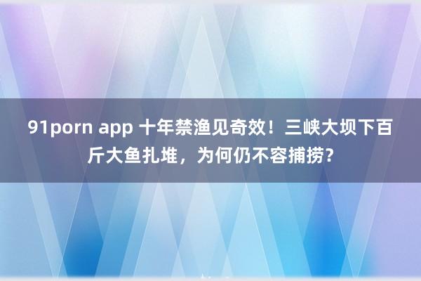 91porn app 十年禁渔见奇效！三峡大坝下百斤大鱼扎堆，为何仍不容捕捞？